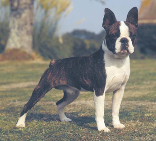 Brindle And White Boston Terrier Dog