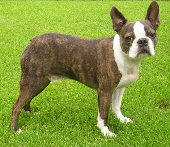 Brindle Boston Terrier Dog Picture