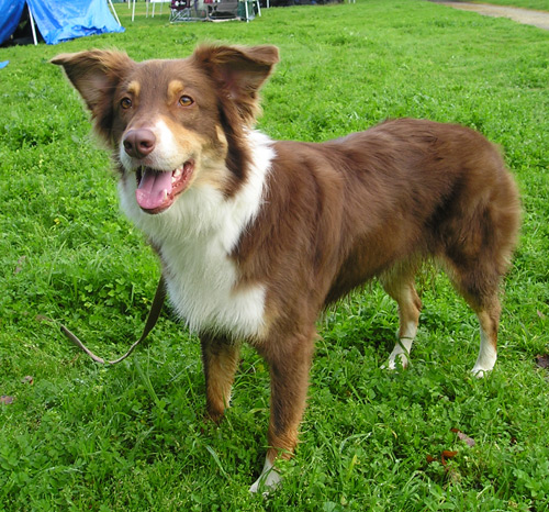 Brown And White Australian Shepherd Dog Picture