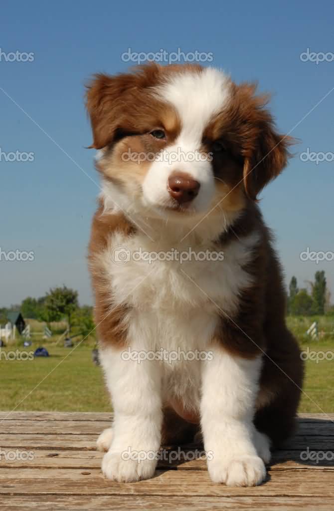 Brown And White Australian Shepherd Puppy Sitting Picture