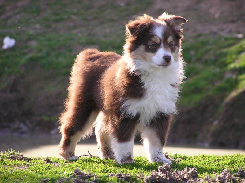 Brown And White Australian Shepherd Puppy Standing Outside