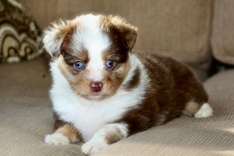 Brown And White Australian Shepherd Puppy With Blue Eyes