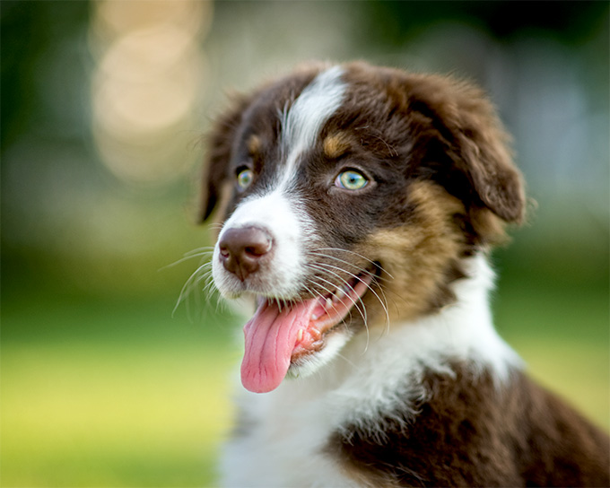 Brown And White Australian Shepherd Puppy With Tongue Out
