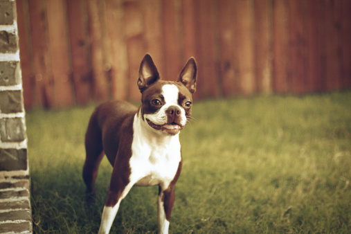 Brown And White Boston Terrier Dog