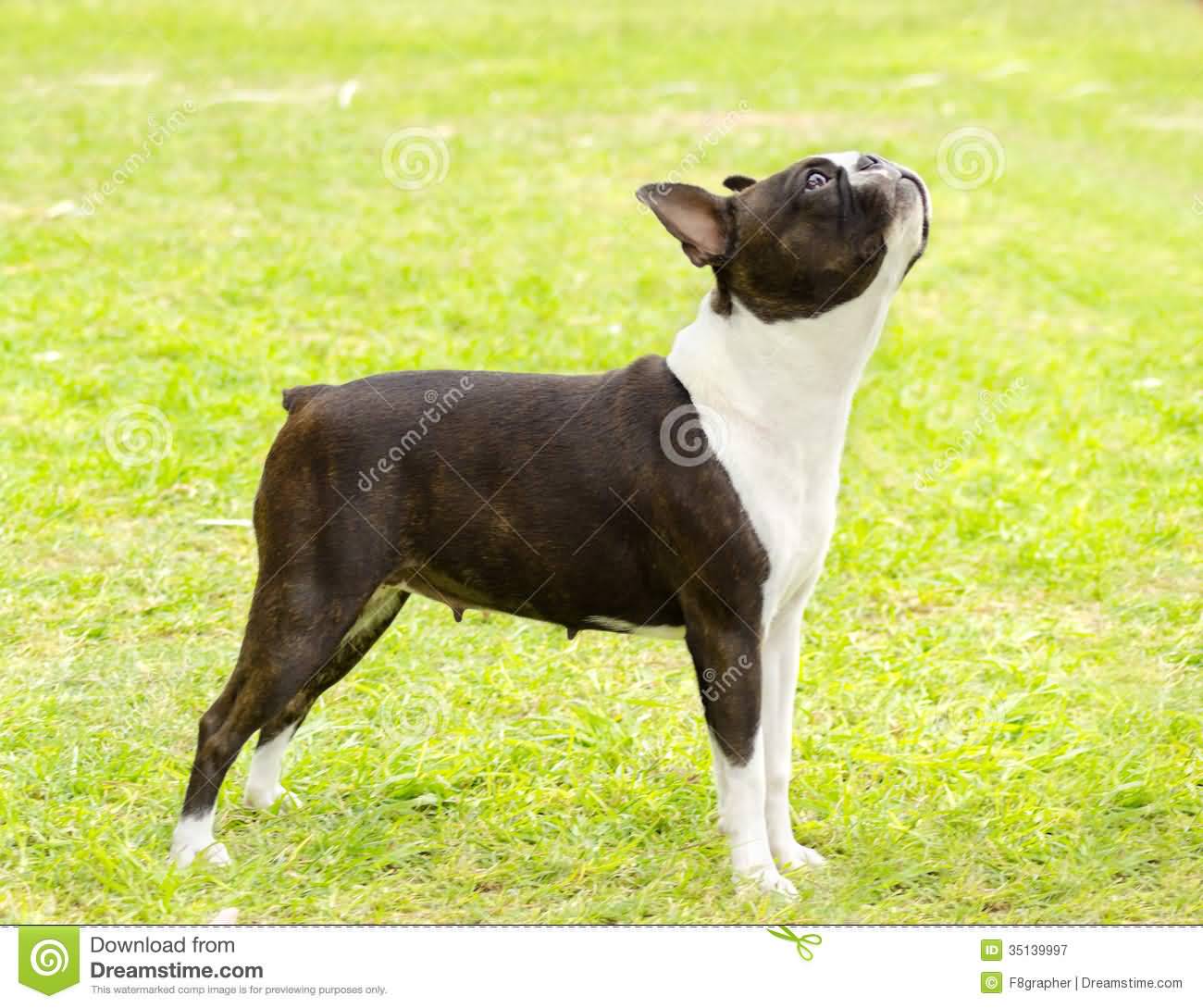 Brown And White Boston Terrier Female Dog