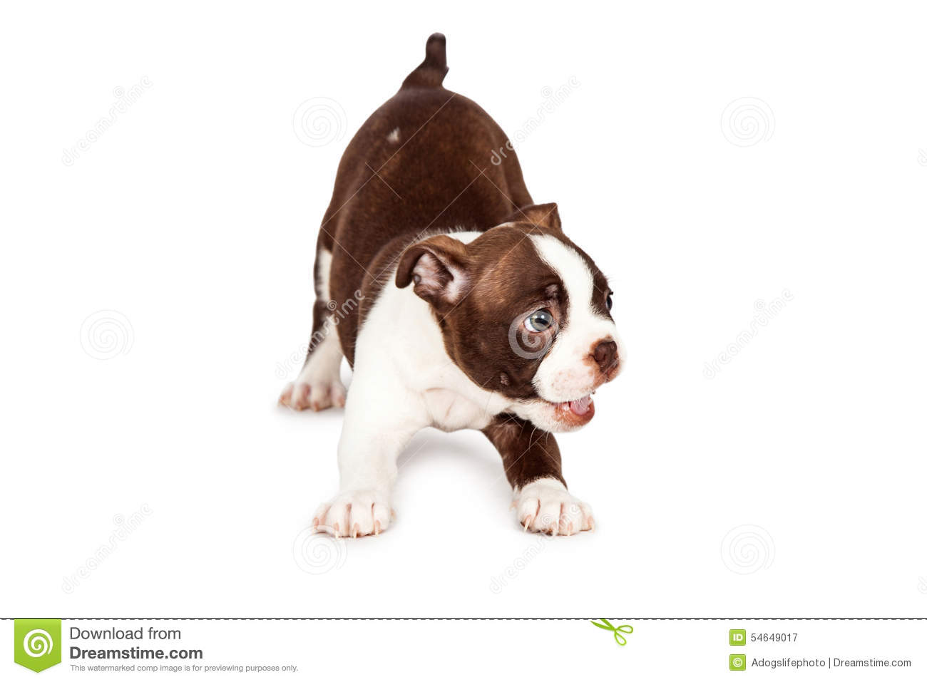Brown And White Boston Terrier Puppy