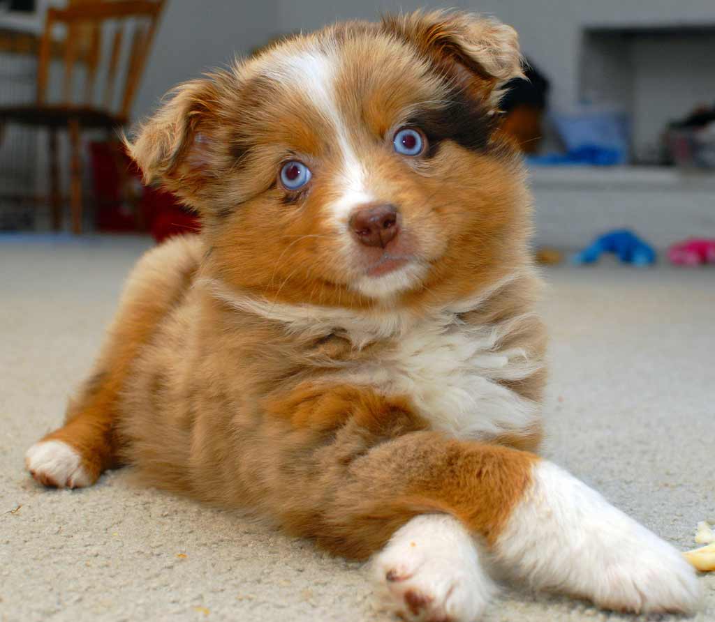 Brown Australian Shepherd Puppy With Blue Eyes