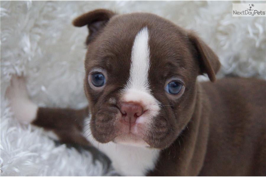 Brown Boston Terrier Puppy Face