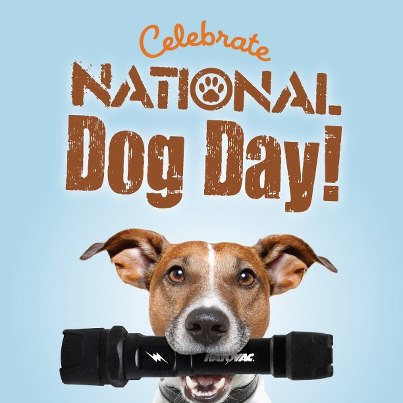 Celebrate National Dog Day Dog Photo