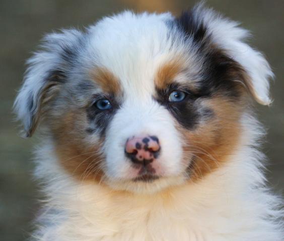Cute Australian Shepherd Puppy Face