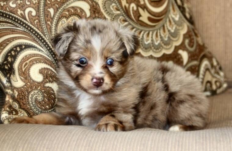 Cute Australian Shepherd Puppy With Twisted Eyes Picture