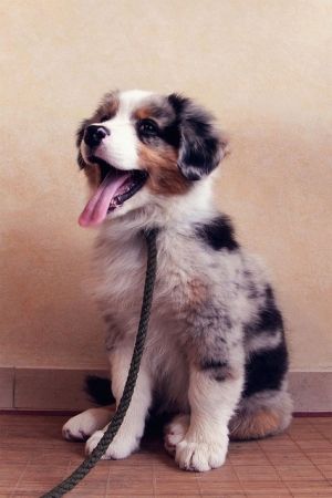Cute Australian Shepherd Puppy