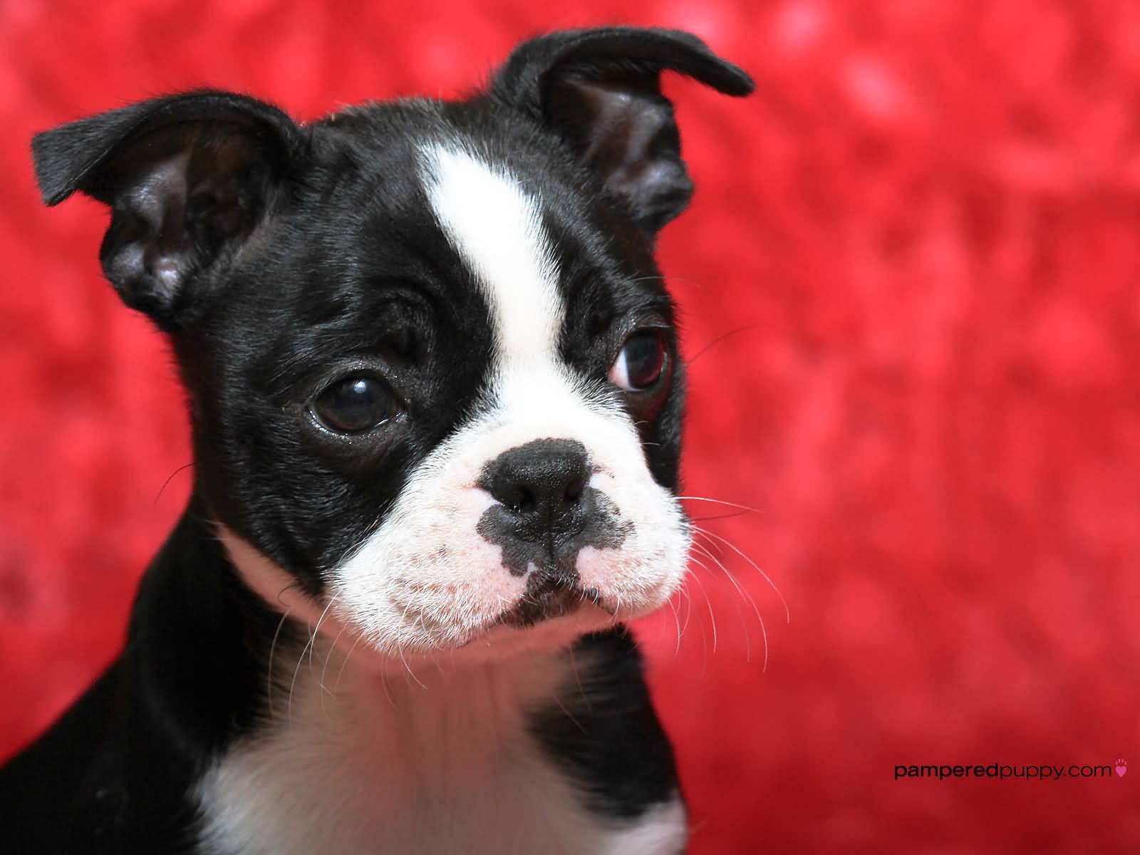 Cute Black And White Boston Terrier Puppy