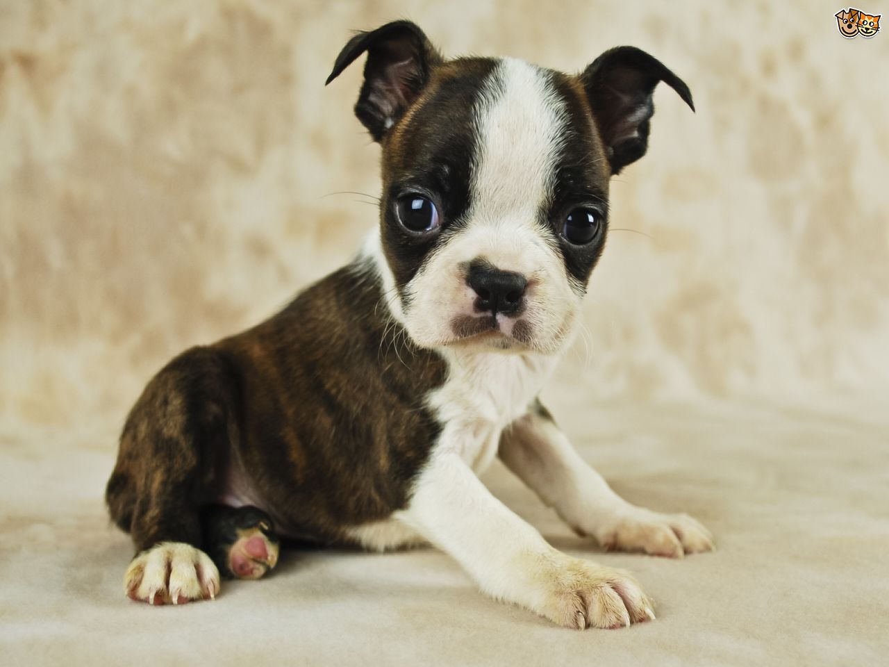 Cute Boston Terrier Puppy Sitting Picture