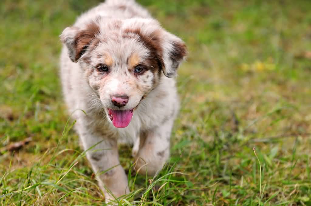 Cute Little Australian Shepherd Puppy