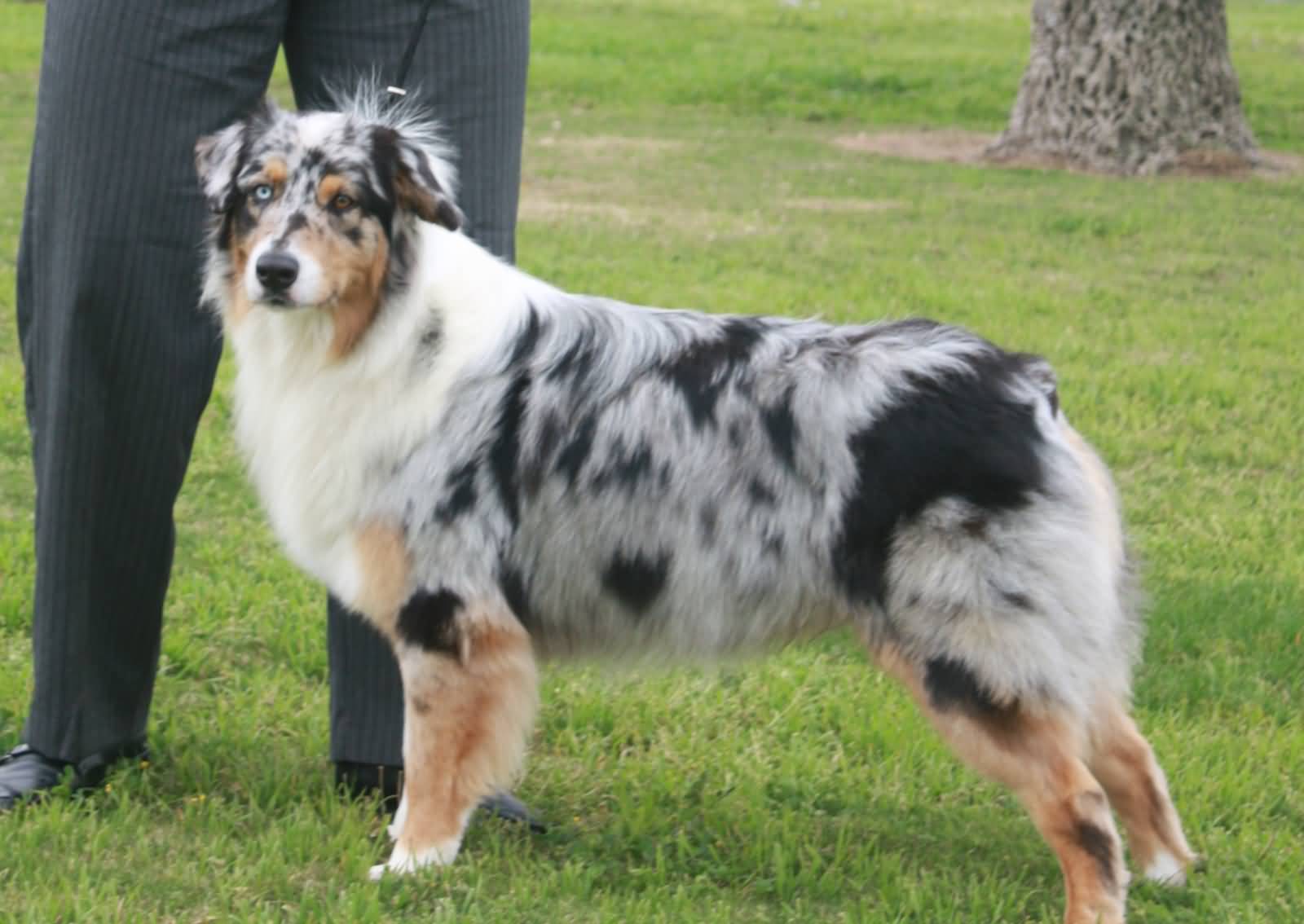 Different Colored Eyes Australian Shepherd Dog Picture