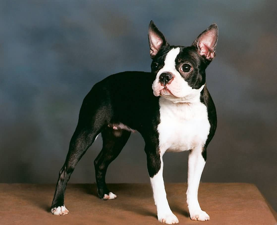 Female Boston Terrier Dog