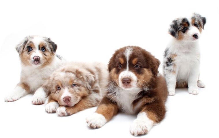 Four Cute Australian Shepherd Puppies