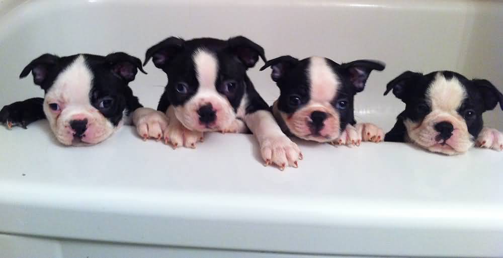 Four Cute Boston Terrier Puppies