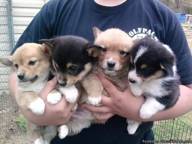 Four Cute Pembroke Welsh Corgi Puppies