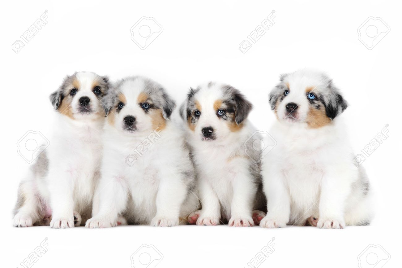 Four Fluffy Australian Shepherd Puppies