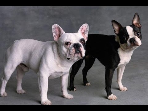 French Bulldog And Boston Terrier Dog Picture