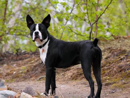 Full Grown Black And White Boston Terrier Dog