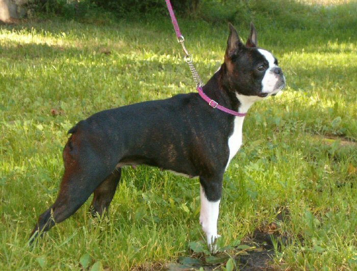 Full Grown Boston Terrier Female Dog Without Tail