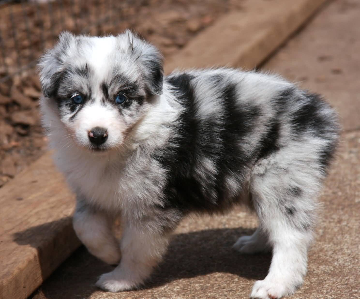 Grey And White Australian Shepherd Puppy With Blue Eyes