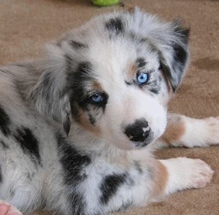 Grey Australian Shepherd Puppy With Blue Eyes