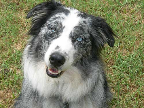 Grey Australian Shepherd Dog With Blue Eyes