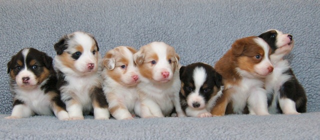 Group Australian Shepherd Puppies