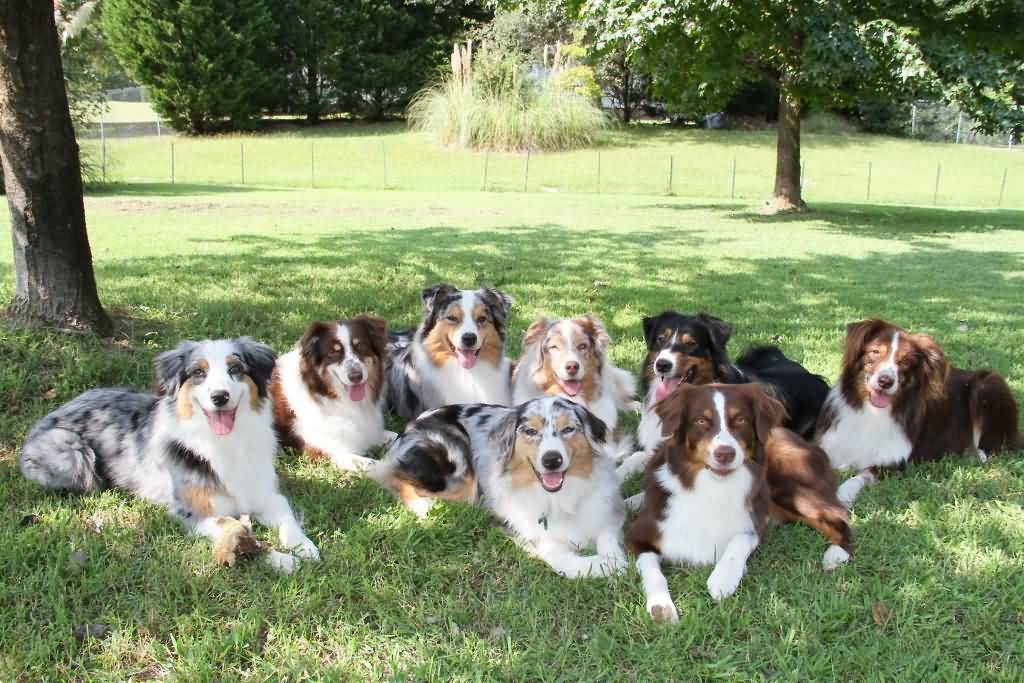 Group Of Australian Shepherd Dogs