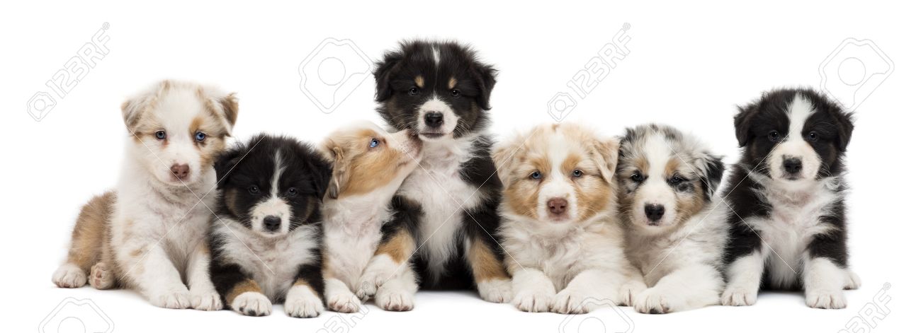 Group Of Australian Shepherd Puppies Picture