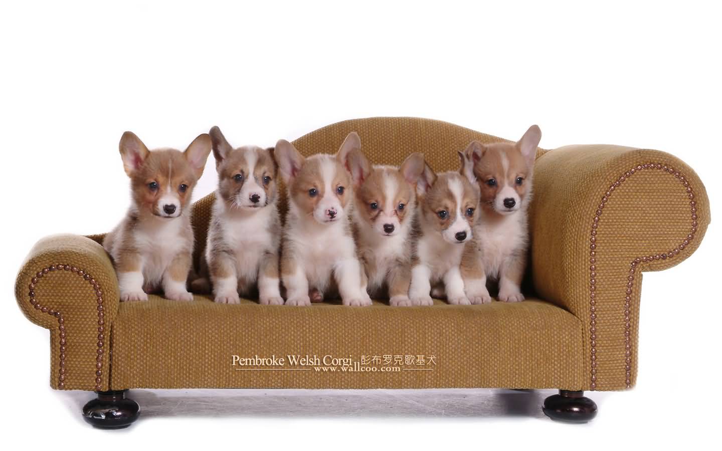 Group of  Pembroke Welsh Corgi Puppies Sitting On Sofa