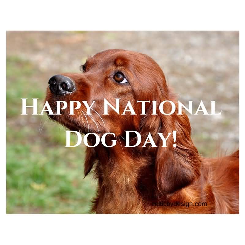 35 Latest National Dog Day Wish Pictures