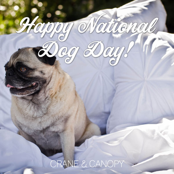 Happy National Dog Day Cute Pug Dog Picture