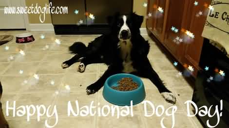 Happy National Dog Day Dog Enjoying Food