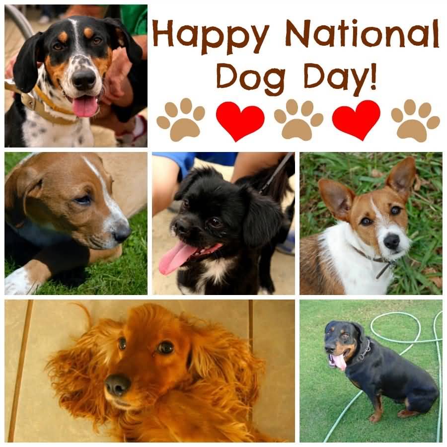 Happy National Dog Day Dogs Collage Picture