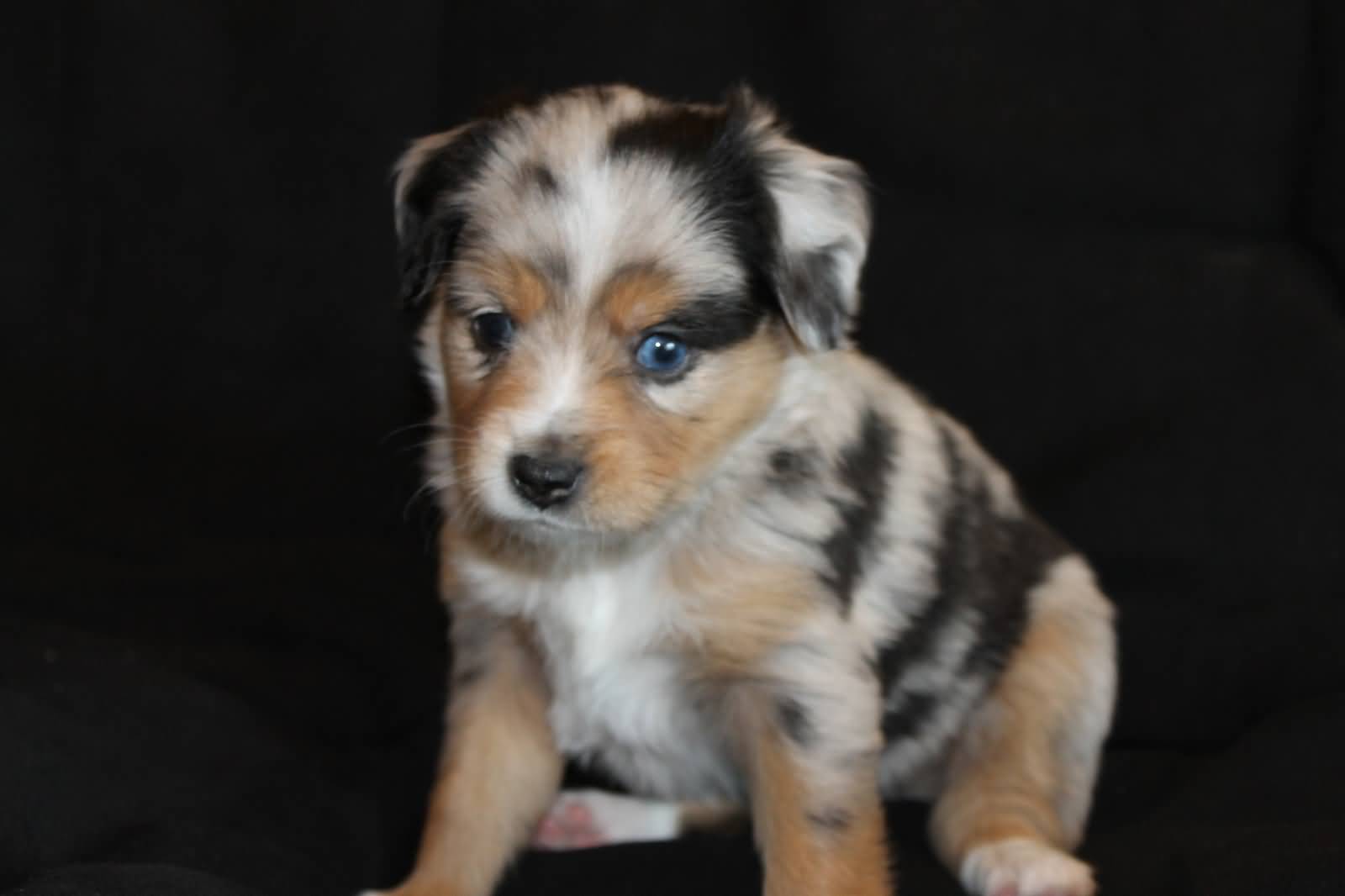 Little Australian Shepherd Puppy With Blue Eyes