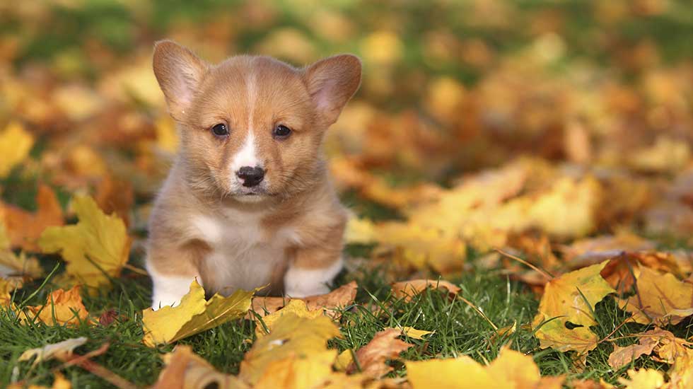 Lovely Pembroke Welsh Corgi Puppy With Leaves