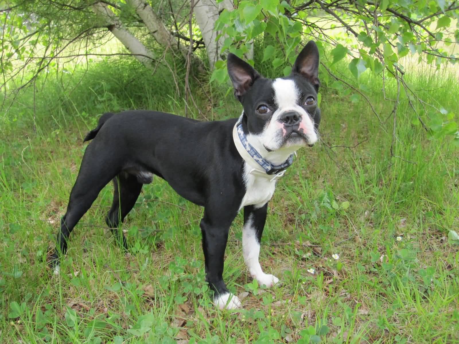 Male Black And White Boston Terrier Dog