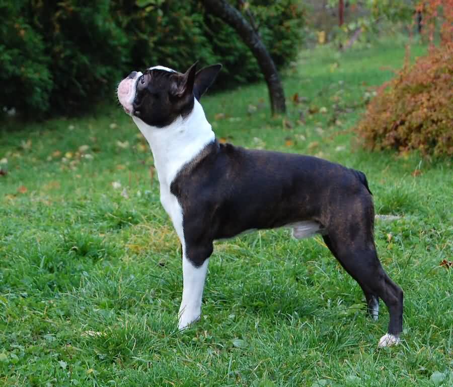 Male Boston Terrier Dog Picture