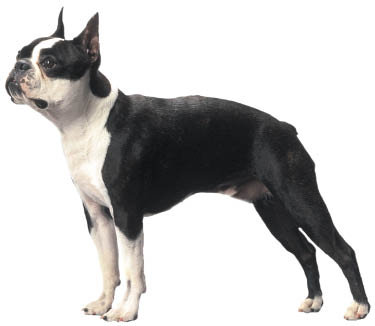 Male Boston Terrier Dog