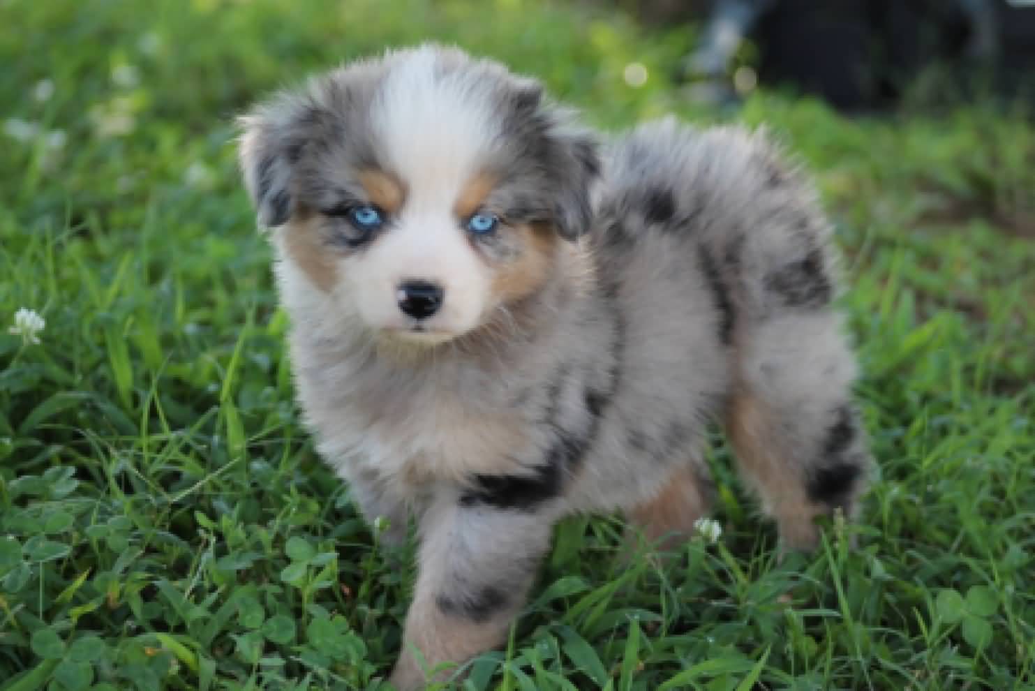 Miniature Australian Shepherd Puppy With Blue Eyes