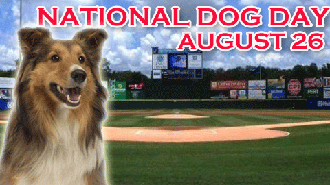 National Dog Day August 26 Dog Picture