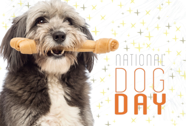 National Dog Day Dog With Bone In Mouth
