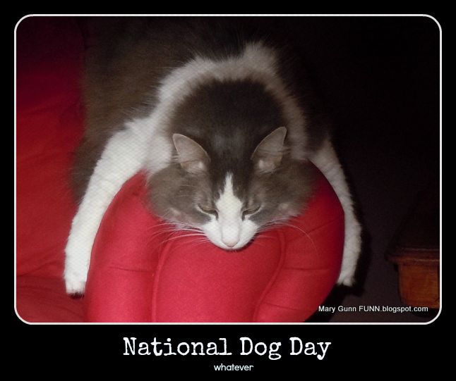 National Dog Day Whatever Cat Meme Picture