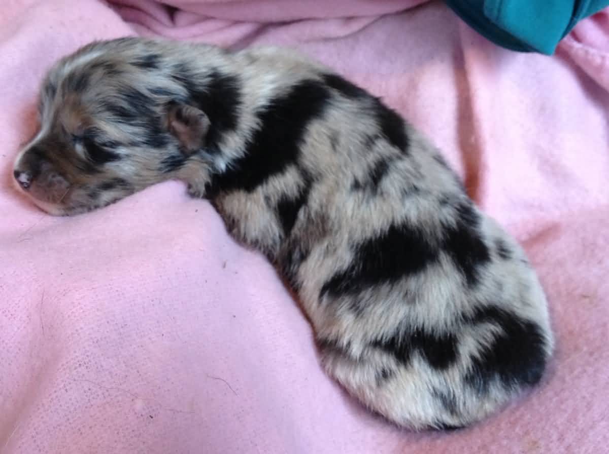 New Born Australian Shepherd Puppy Sleeping
