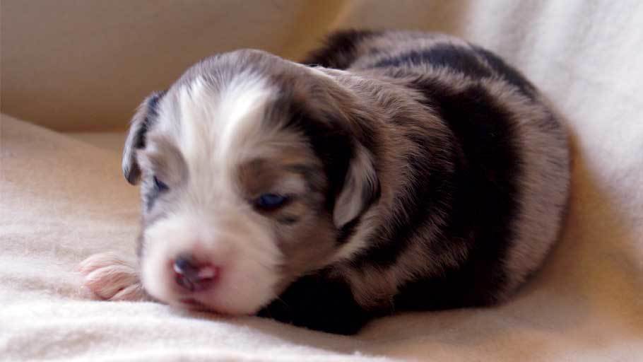 New Born Australian Shepherd Puppy